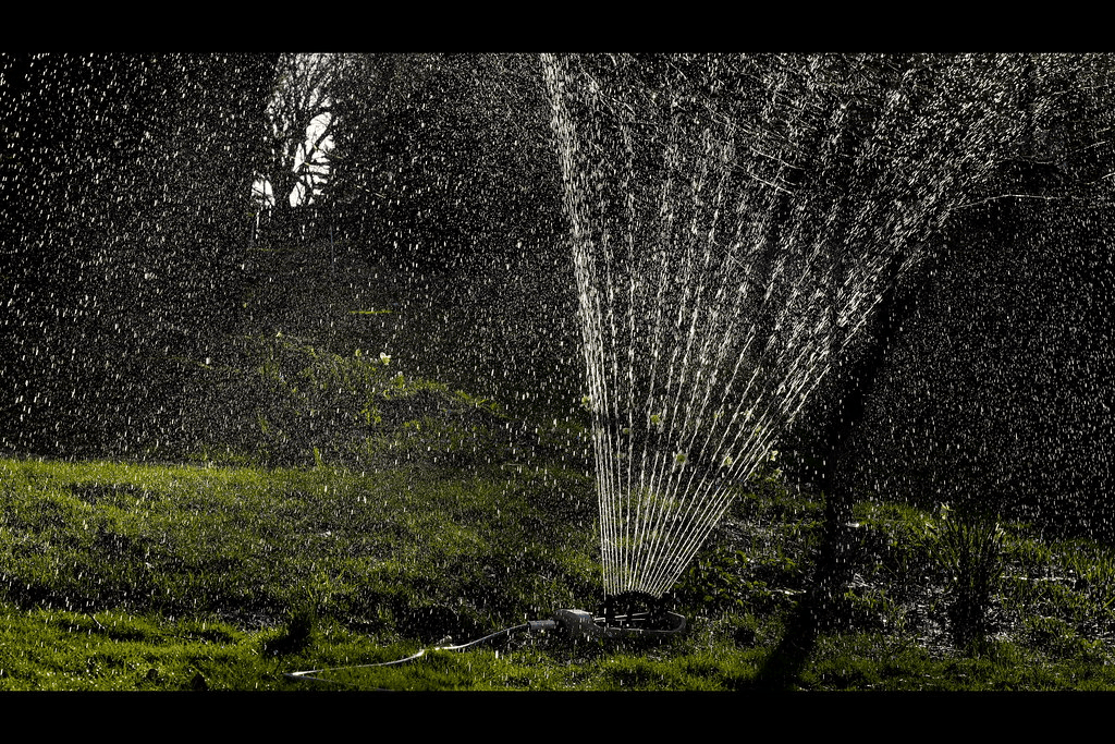 north fort myers grass image