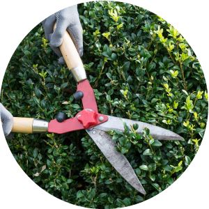 tree-and-shrub-trimming-service