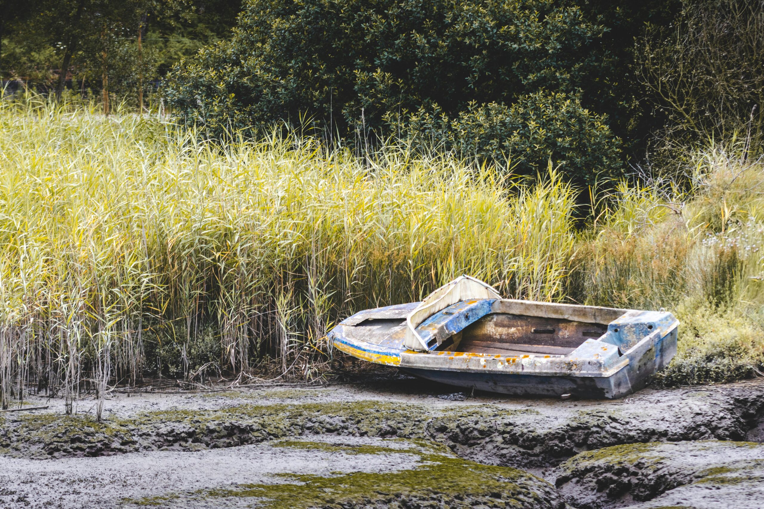 boat stuck in weeds north fort myers grass image