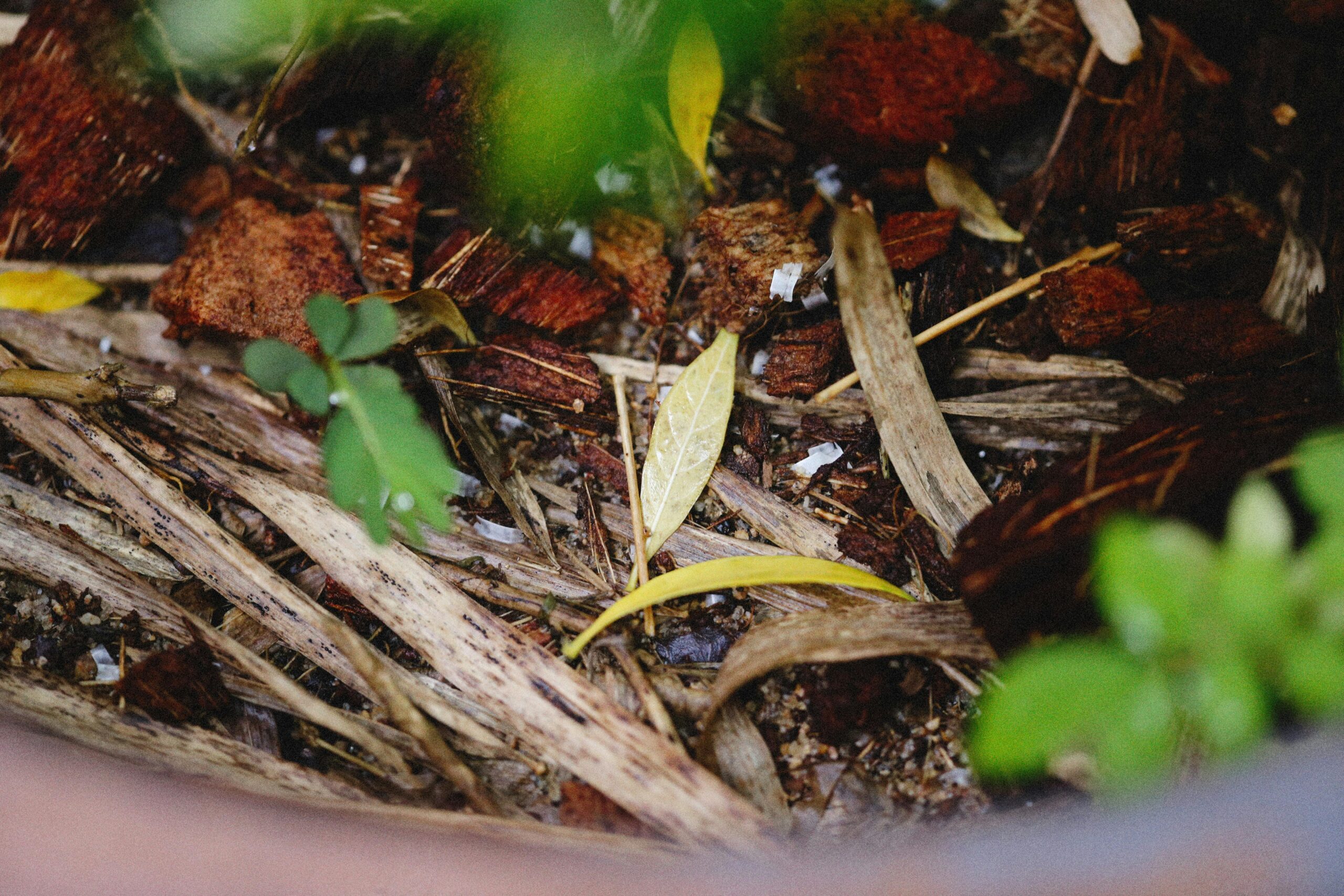 compost Lawn Patterns and lawn lain maintenance image