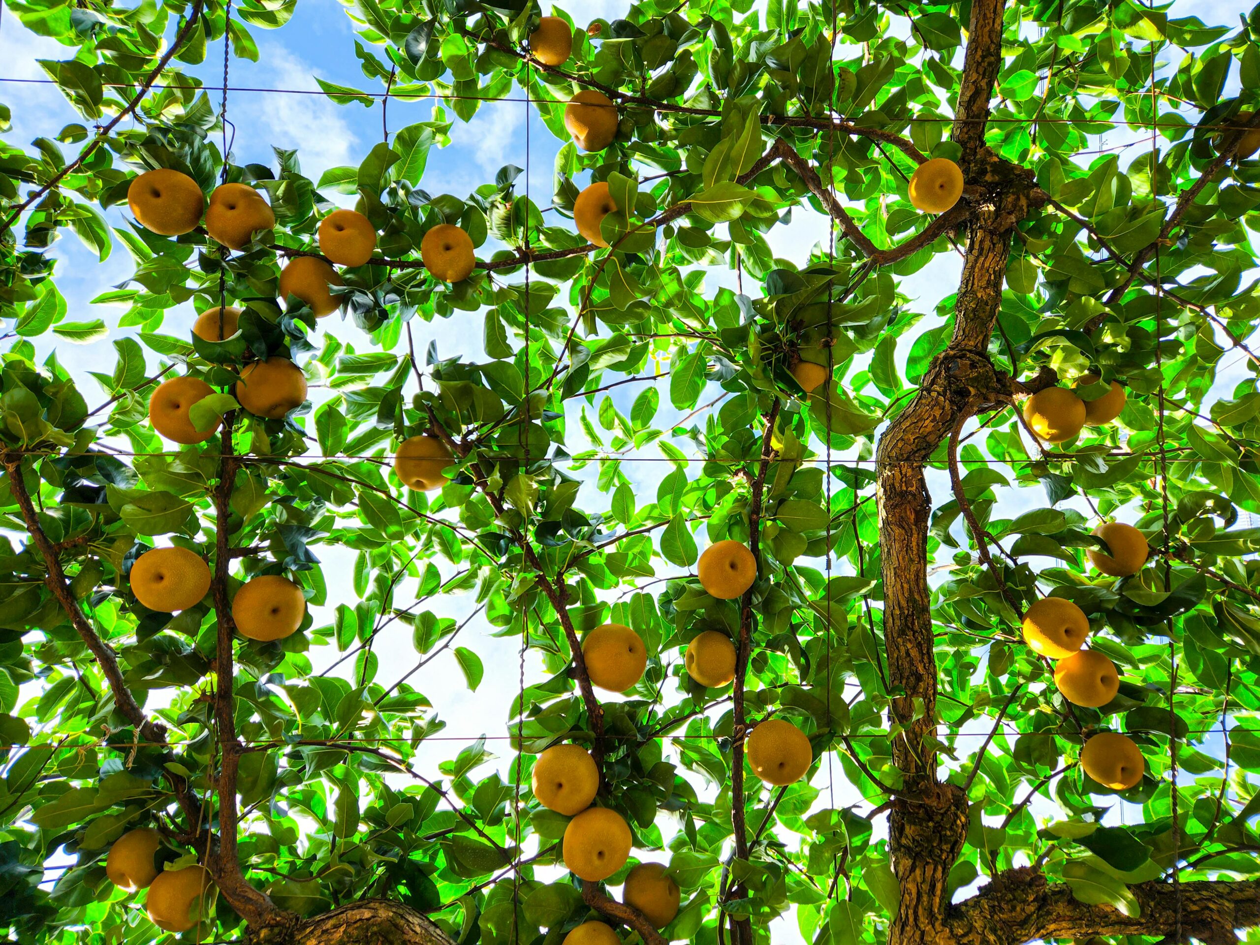 fruit tree Lawn Patterns and lawn lain maintenance image