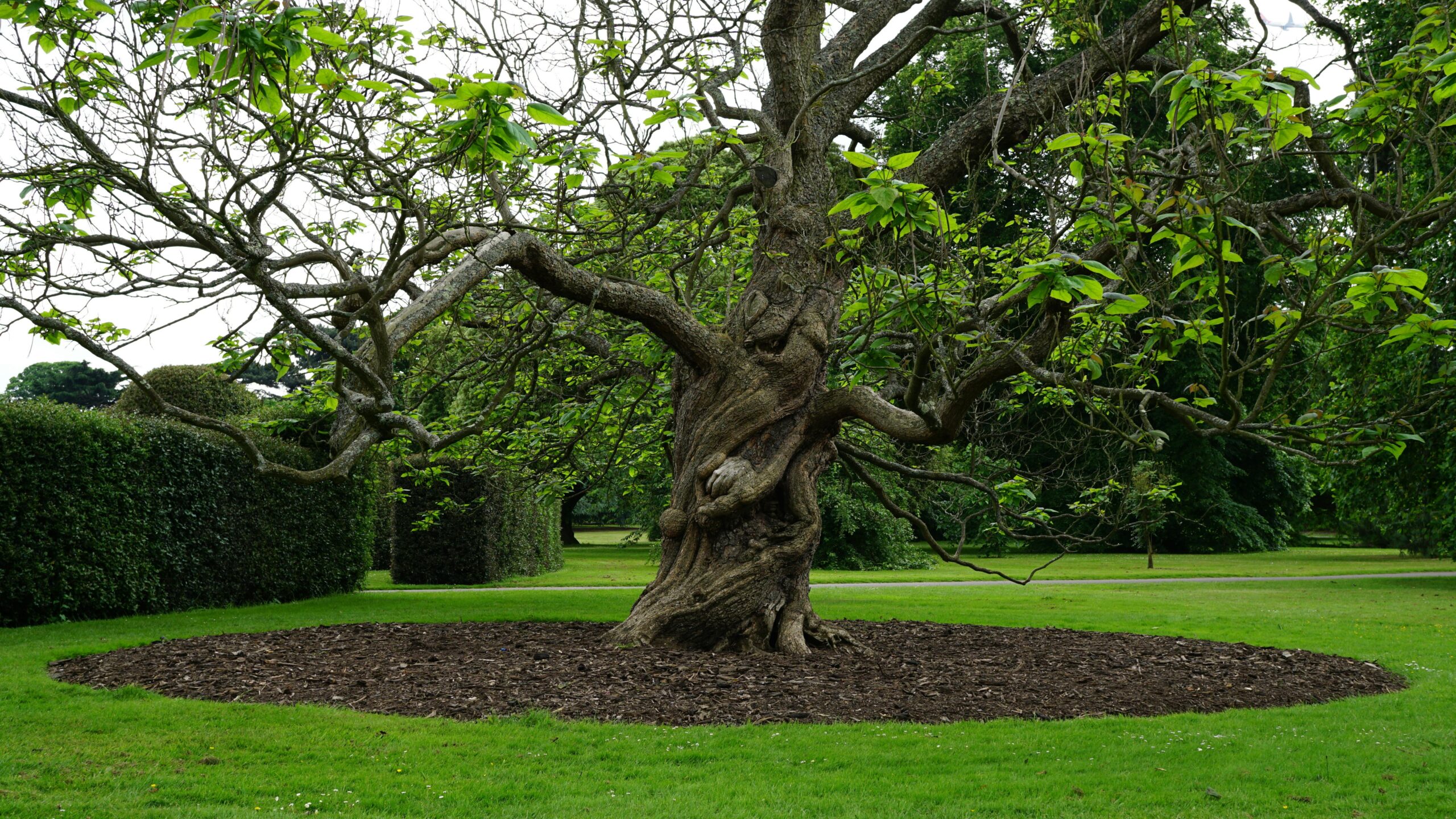 green leafed tree red lawn mower image