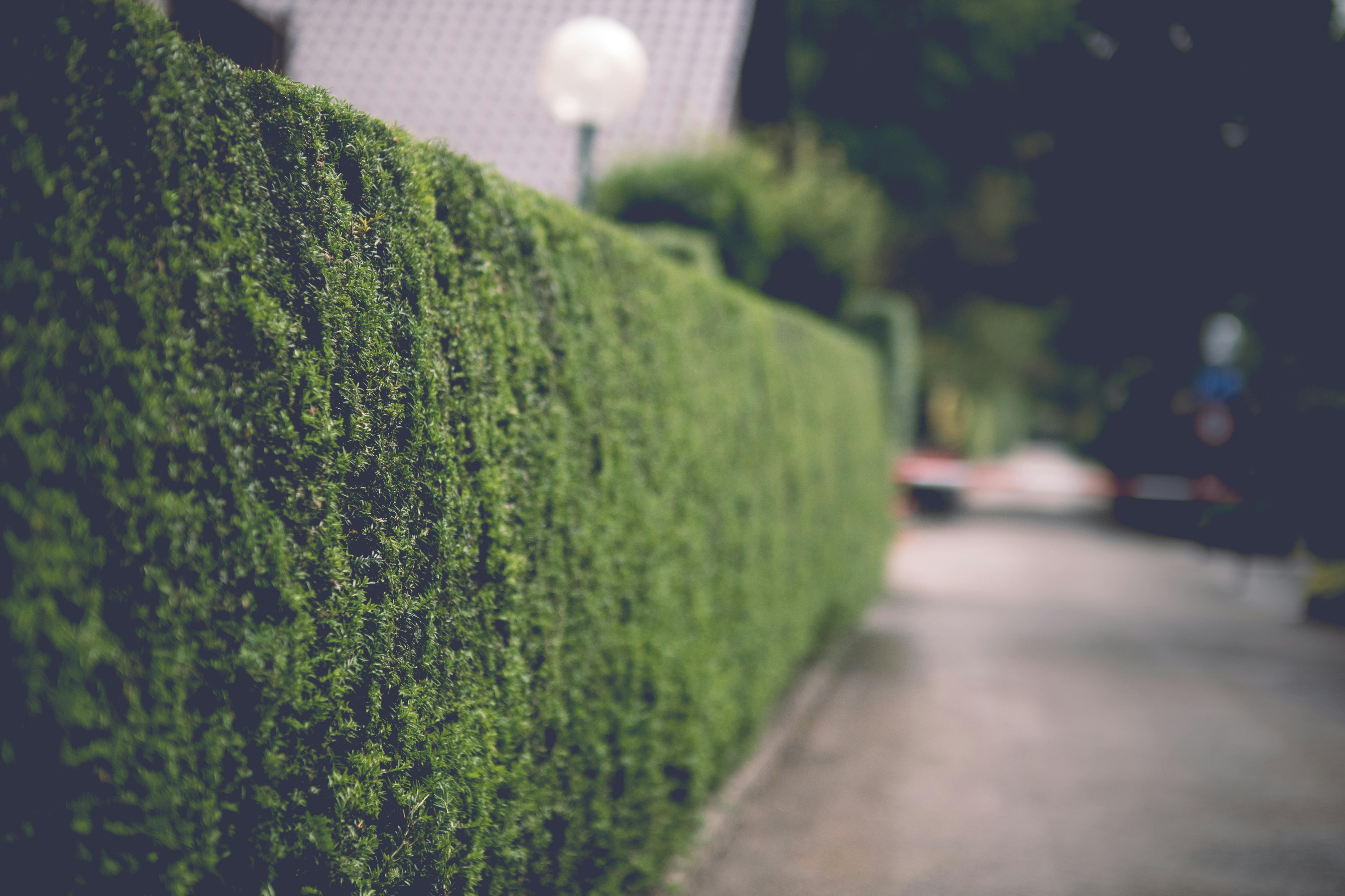 image Lawn Patterns and lawn lain maintenance image
