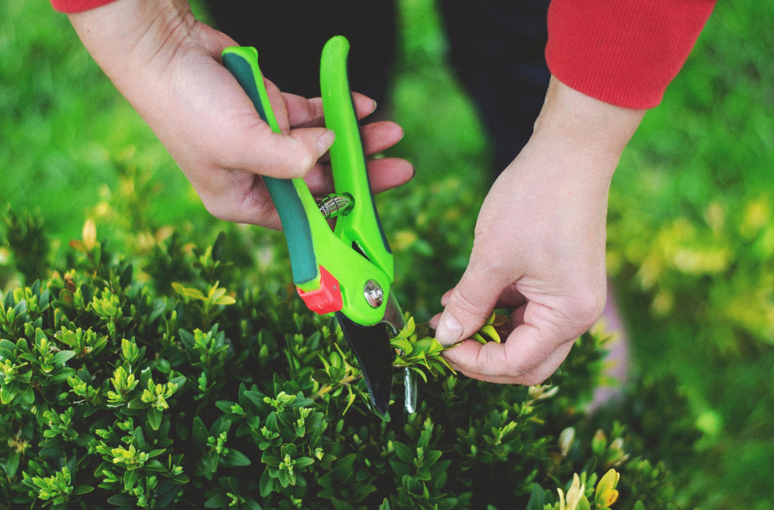 trimming bush