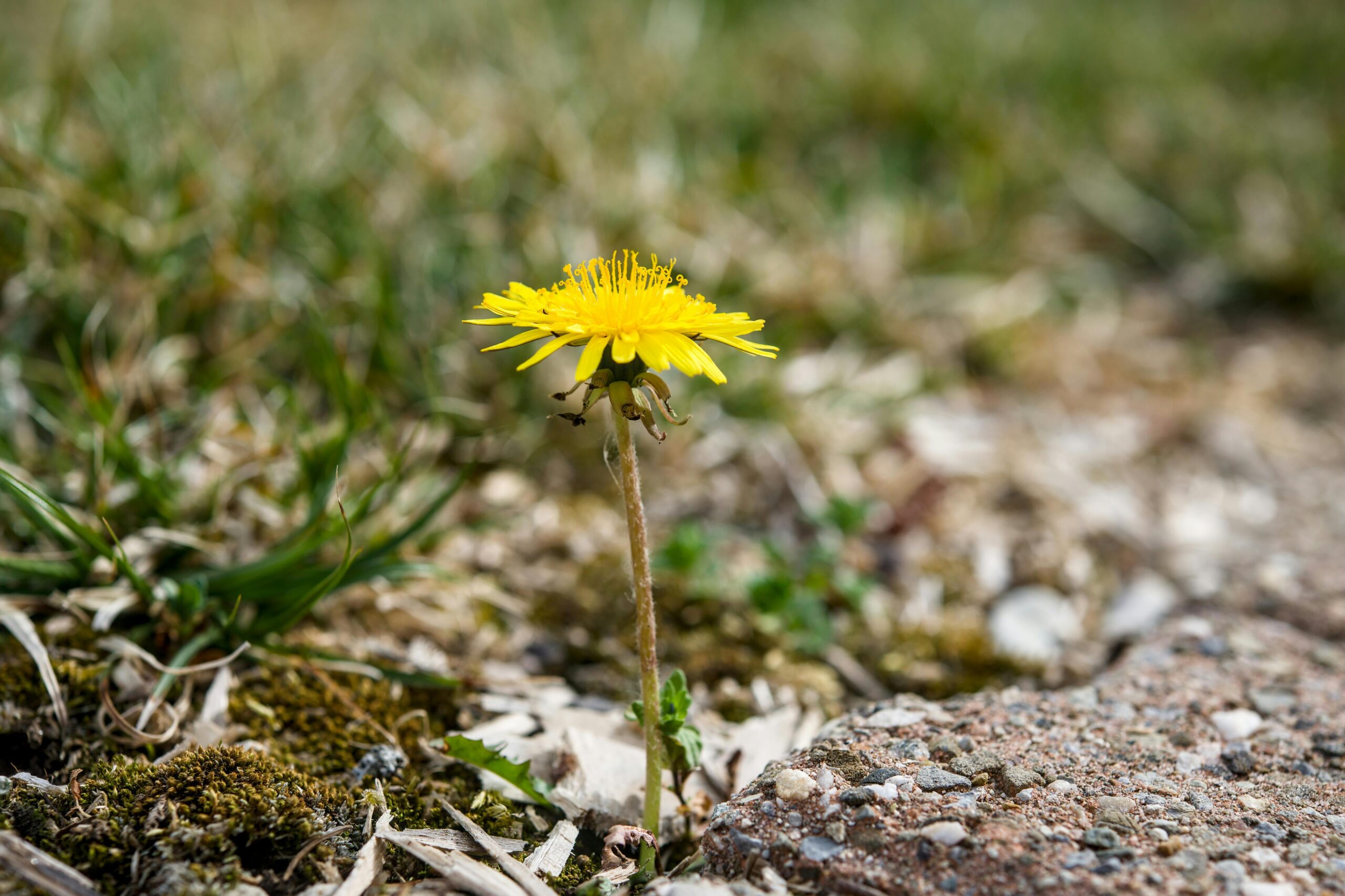 weeds
